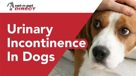 dog incontinence after spay|(PDF) Canine Urinary Incontinence Post